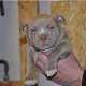 American bull Terrier Welpe gechipt...